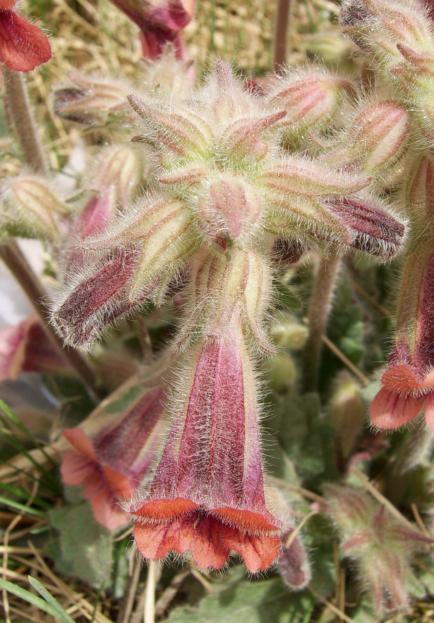 Adhesive Rehmannia (Rehmannia glutinosa) plant