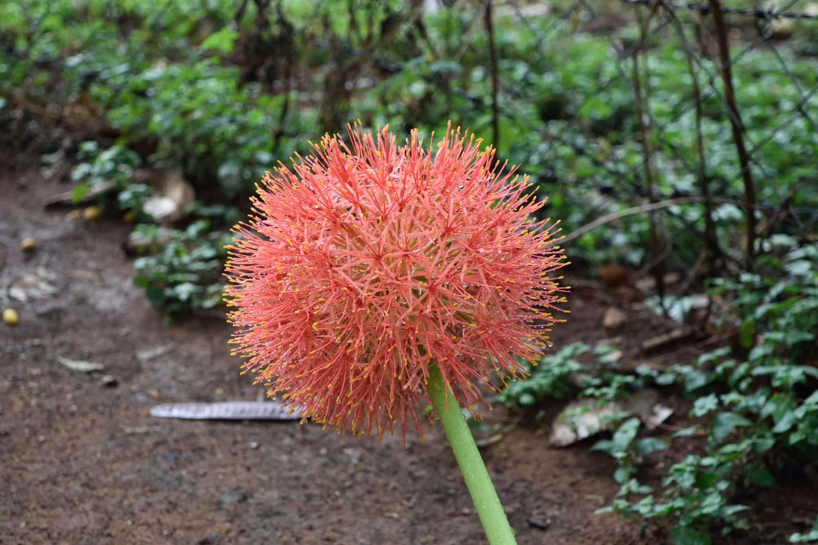 African Blood Lily (Scadoxus multiflorus) plant