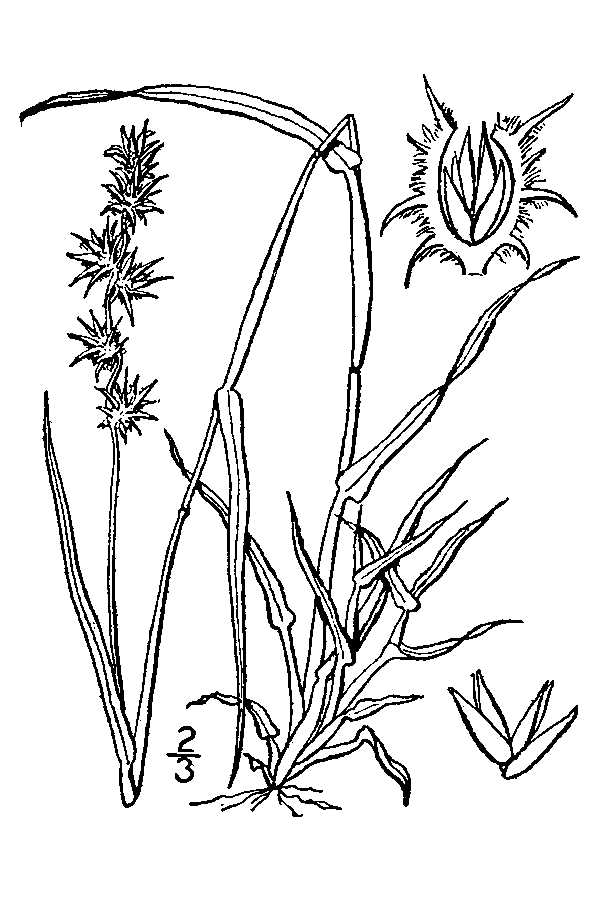 African Feather Grass (Cenchrus macrourus) plant