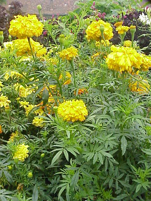 African Marigold (Tagetes erecta) plant