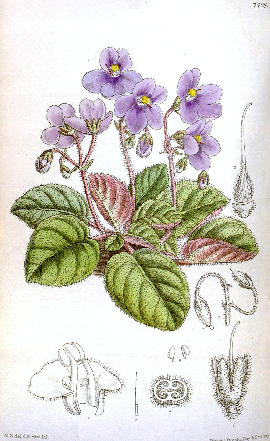 African Violet (Streptocarpus ionanthus (syn. Saintpaulia ionantha)) plant