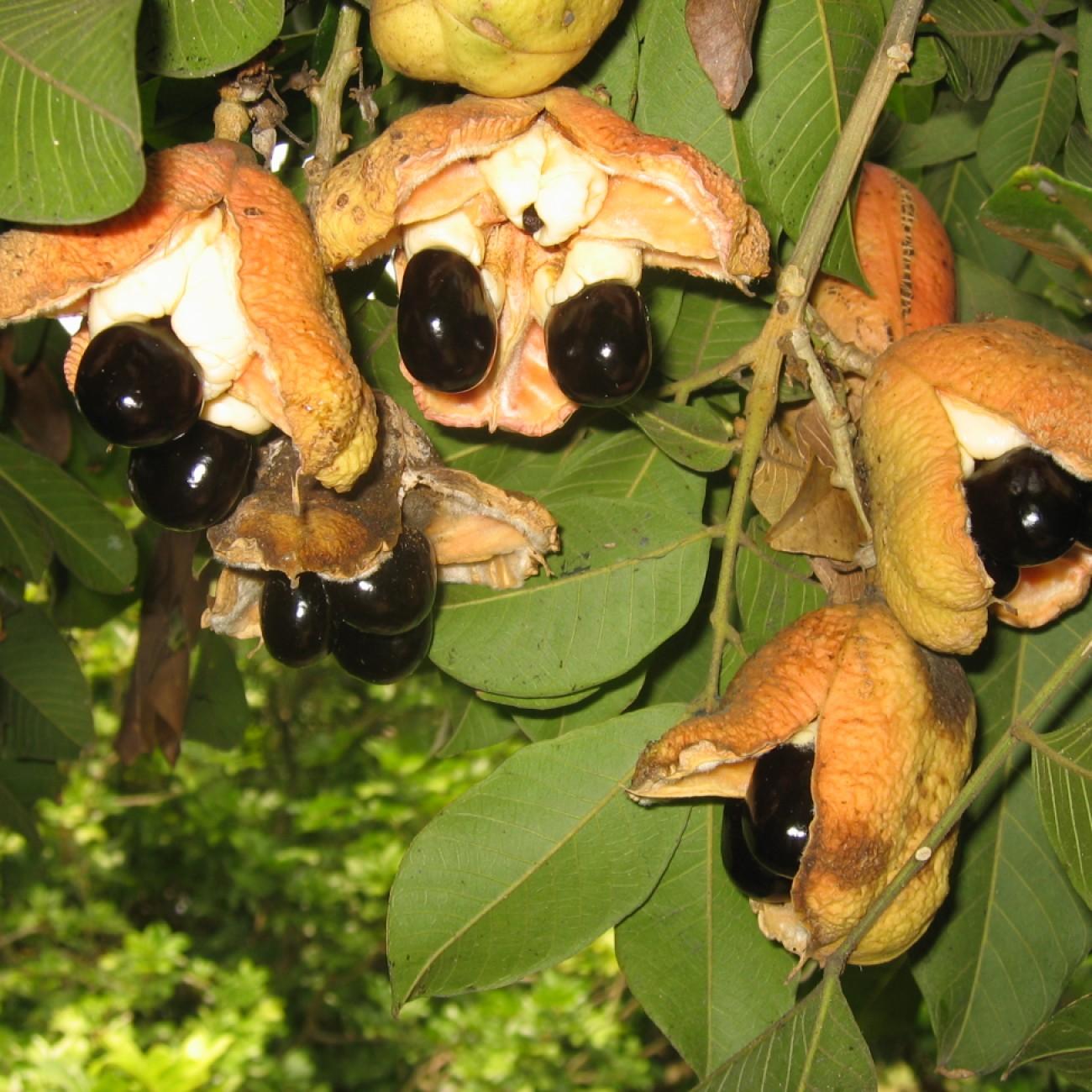 akee (Blighia sapida) plant