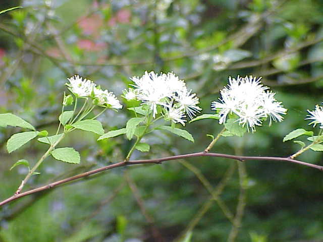 Alabama Snow Wreath (Neviusia alabamensis) plant
