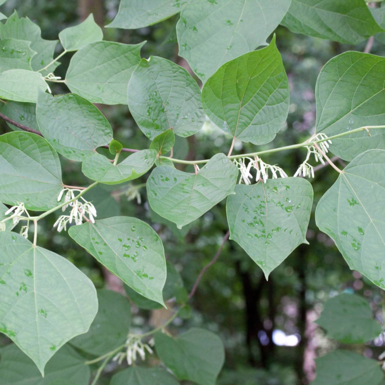 alangium (Alangium platanifolium var. macrophyllum) plant