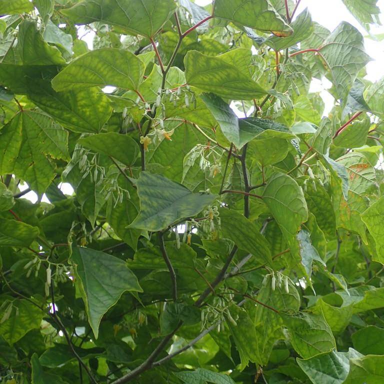 alangium (Alangium platanifolium) plant