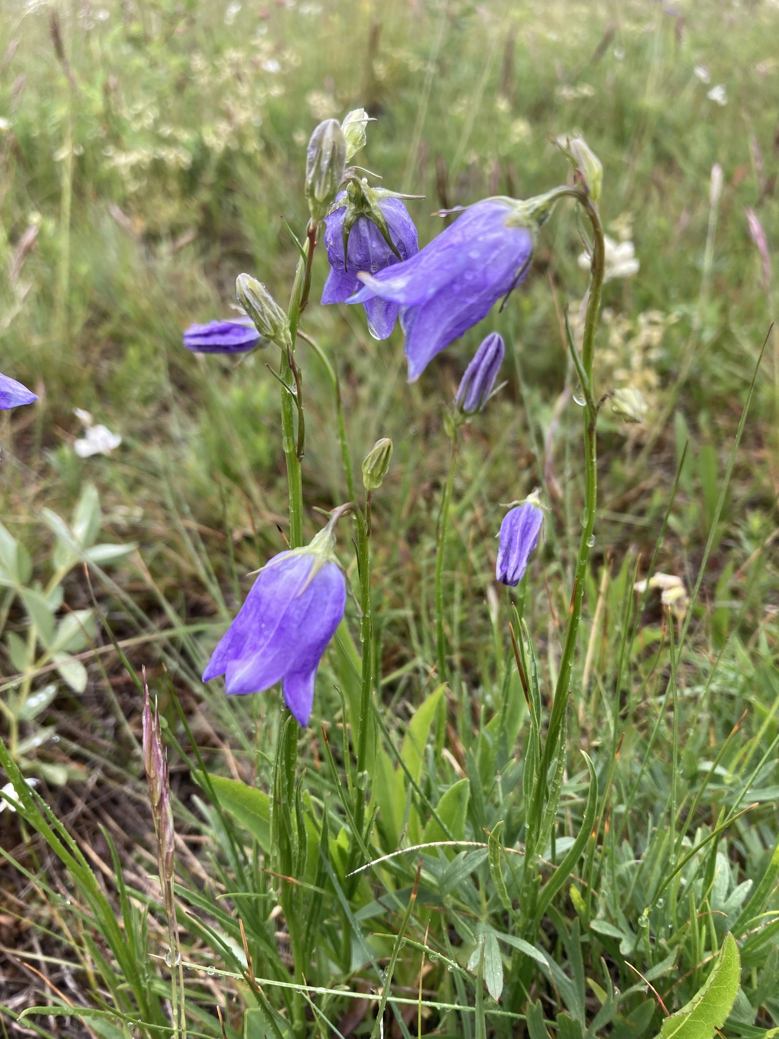 Alaska Bellflower (Campanula alaskana) plant