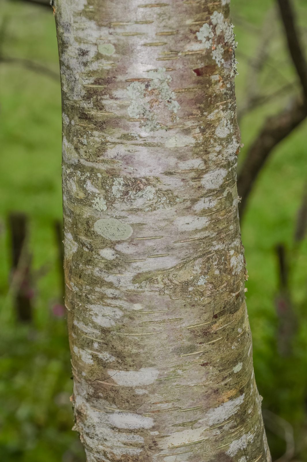 Alaska Birch (Betula neoalaskana) plant