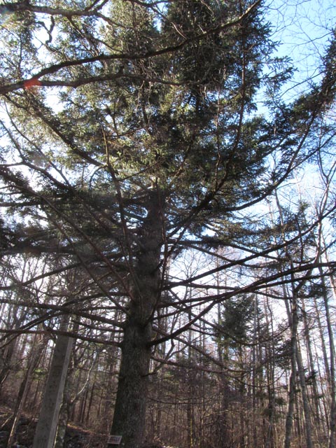 Alcock's Spruce (Picea alcoquiana) plant