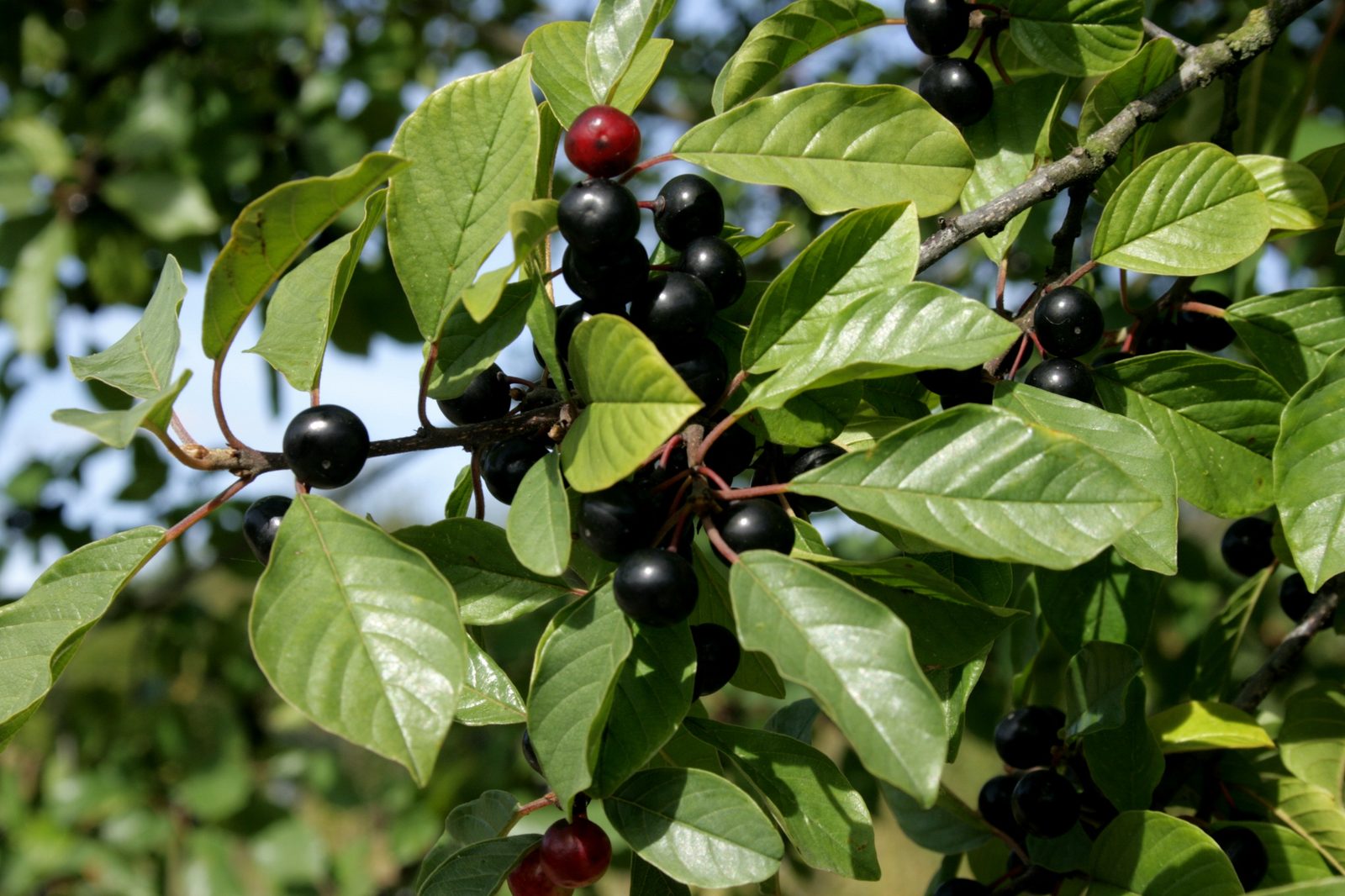 Alder Buckthorn (Frangula alnus) plant