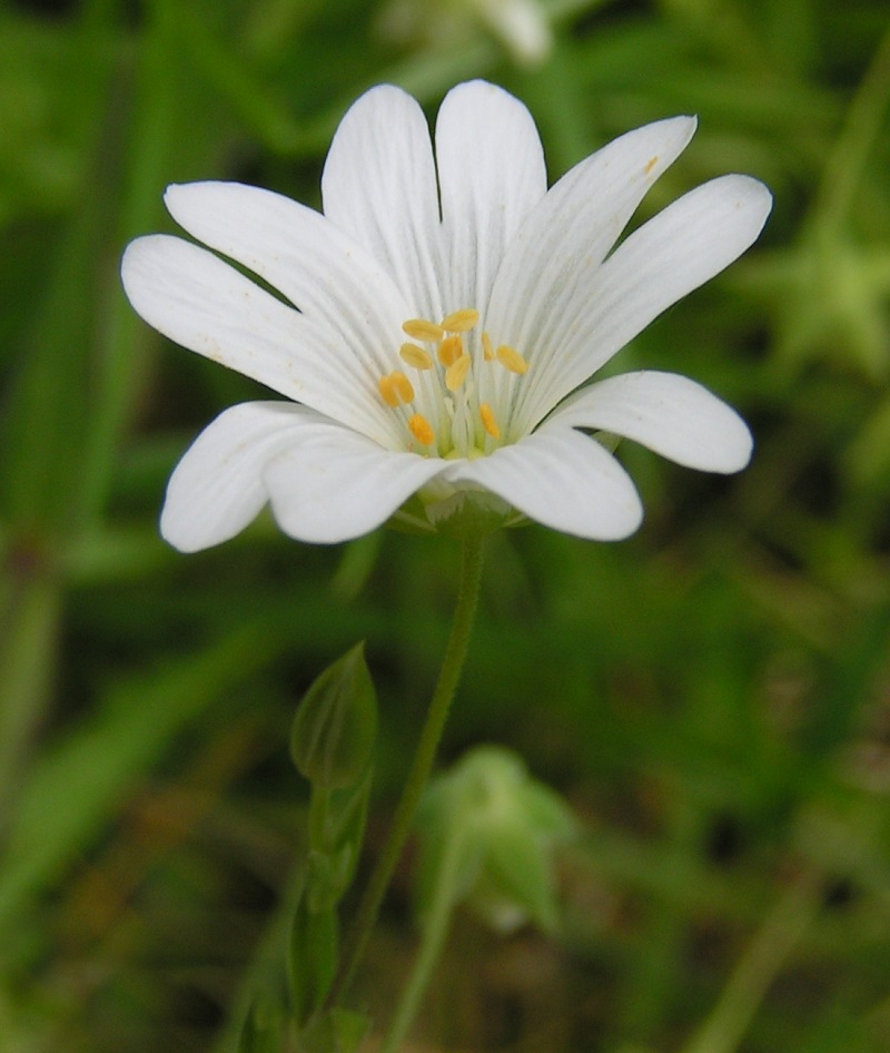 Aleutian Chickweed (Stellaria aleutica) plant