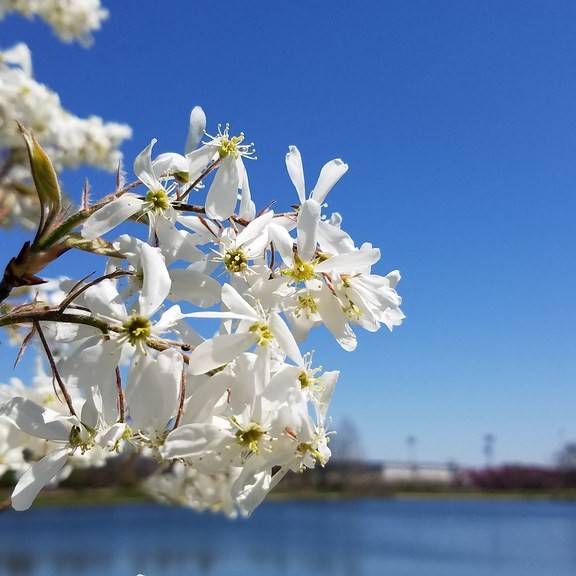 Allegheny serviceberry (Amelanchier laevis) plant