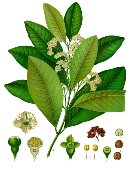 Allspice (Pimenta dioica) plant