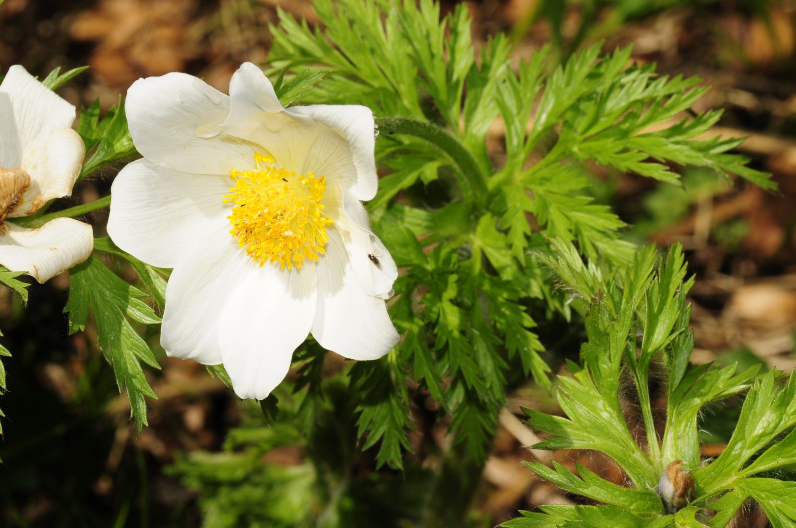 Alpine Anemone (Anemone alpina) plant