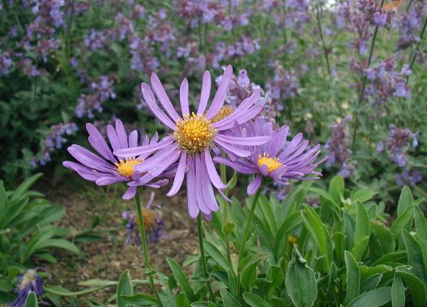 Alpine Aster (Aster alpinus) plant