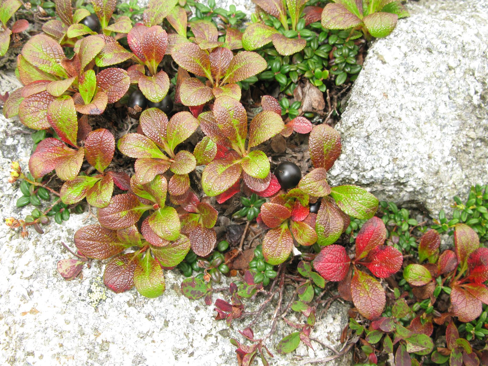 Alpine Bearberry (Arctous alpina) plant