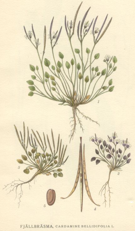 Alpine Bitter Cress (Cardamine bellidifolia) plant