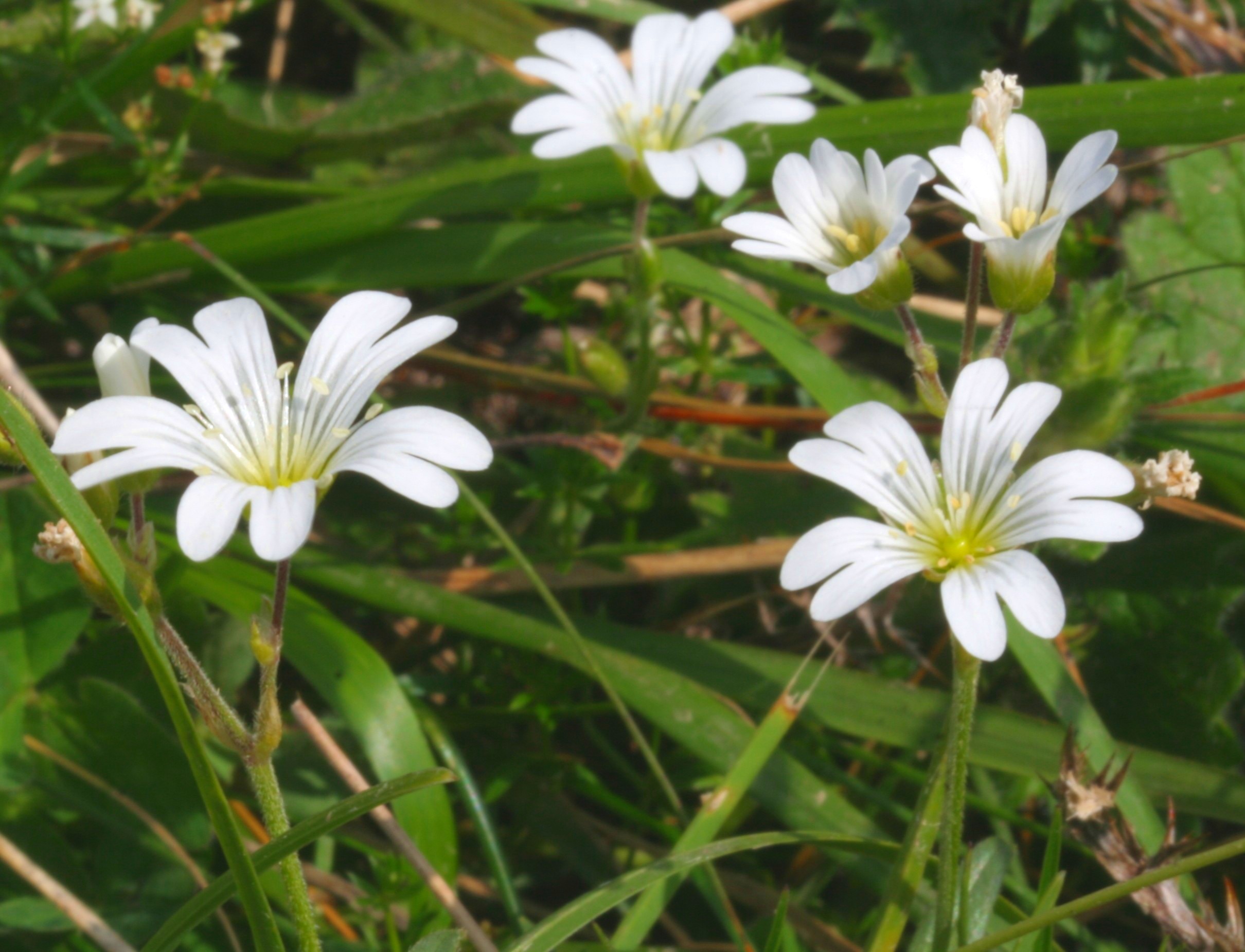 Alpine Chickweed (Cerastium alpinum) plant