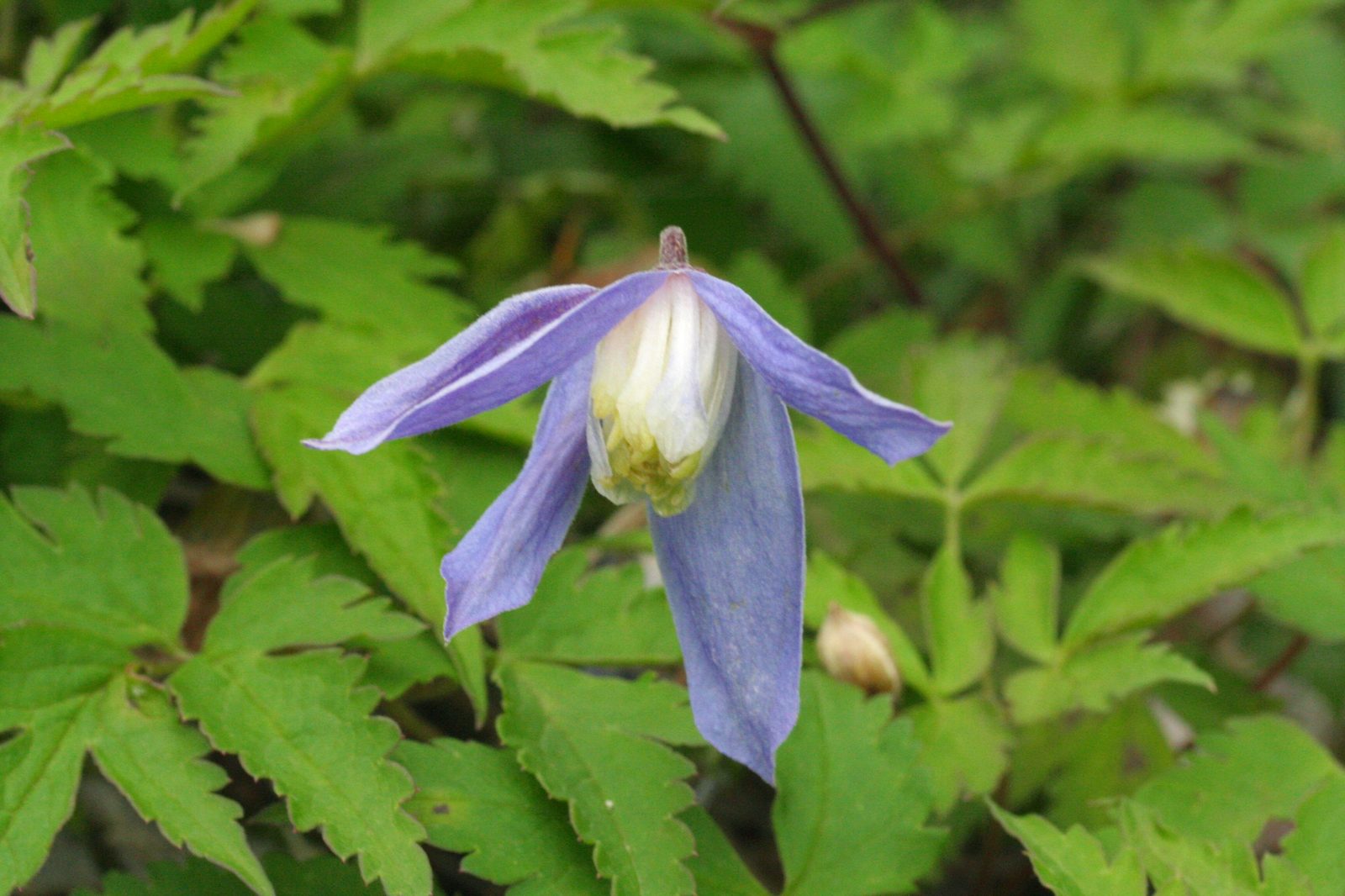 Alpine Clematis (Clematis alpina) plant