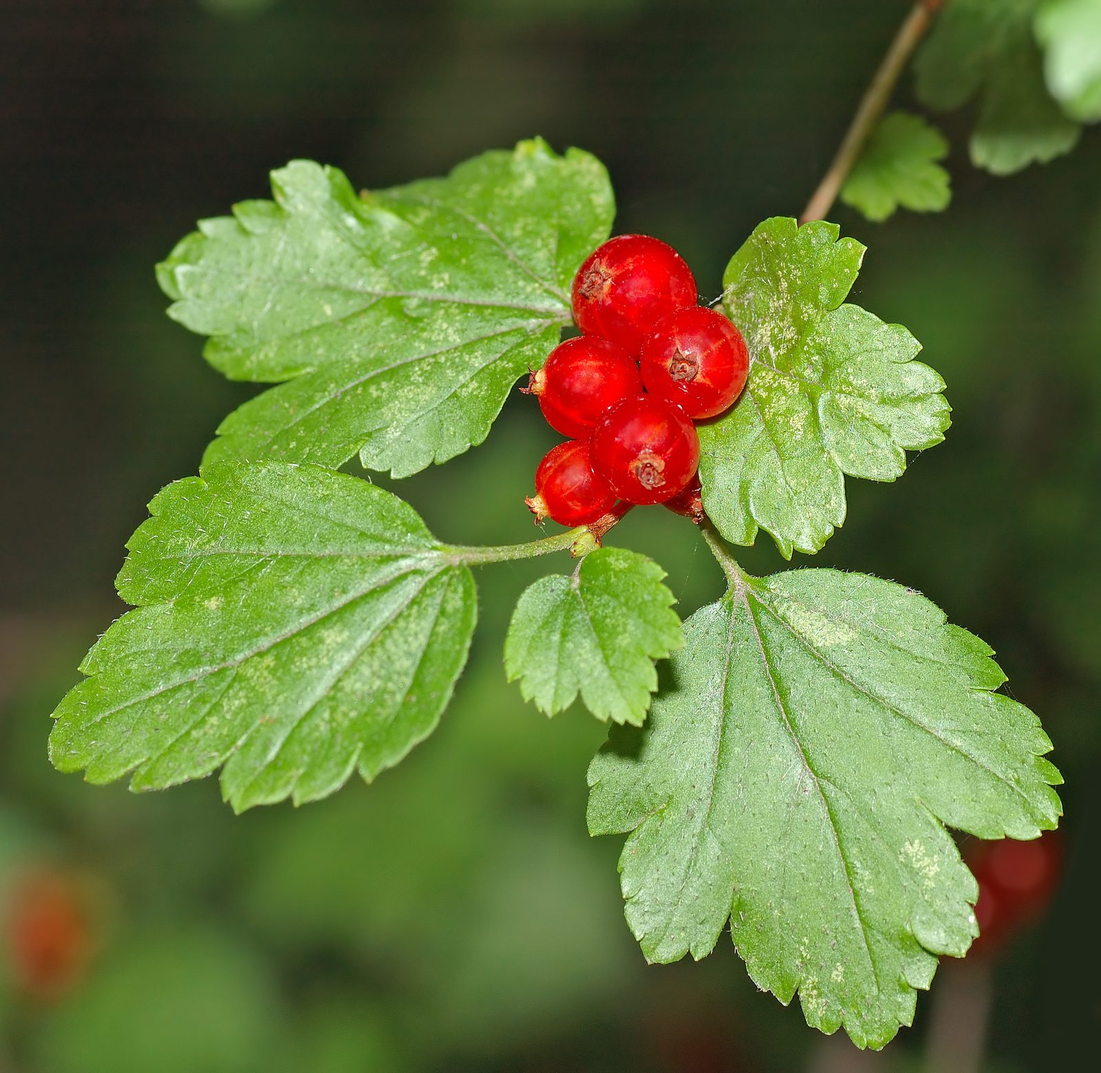 Alpine Currant (Ribes alpinum) plant