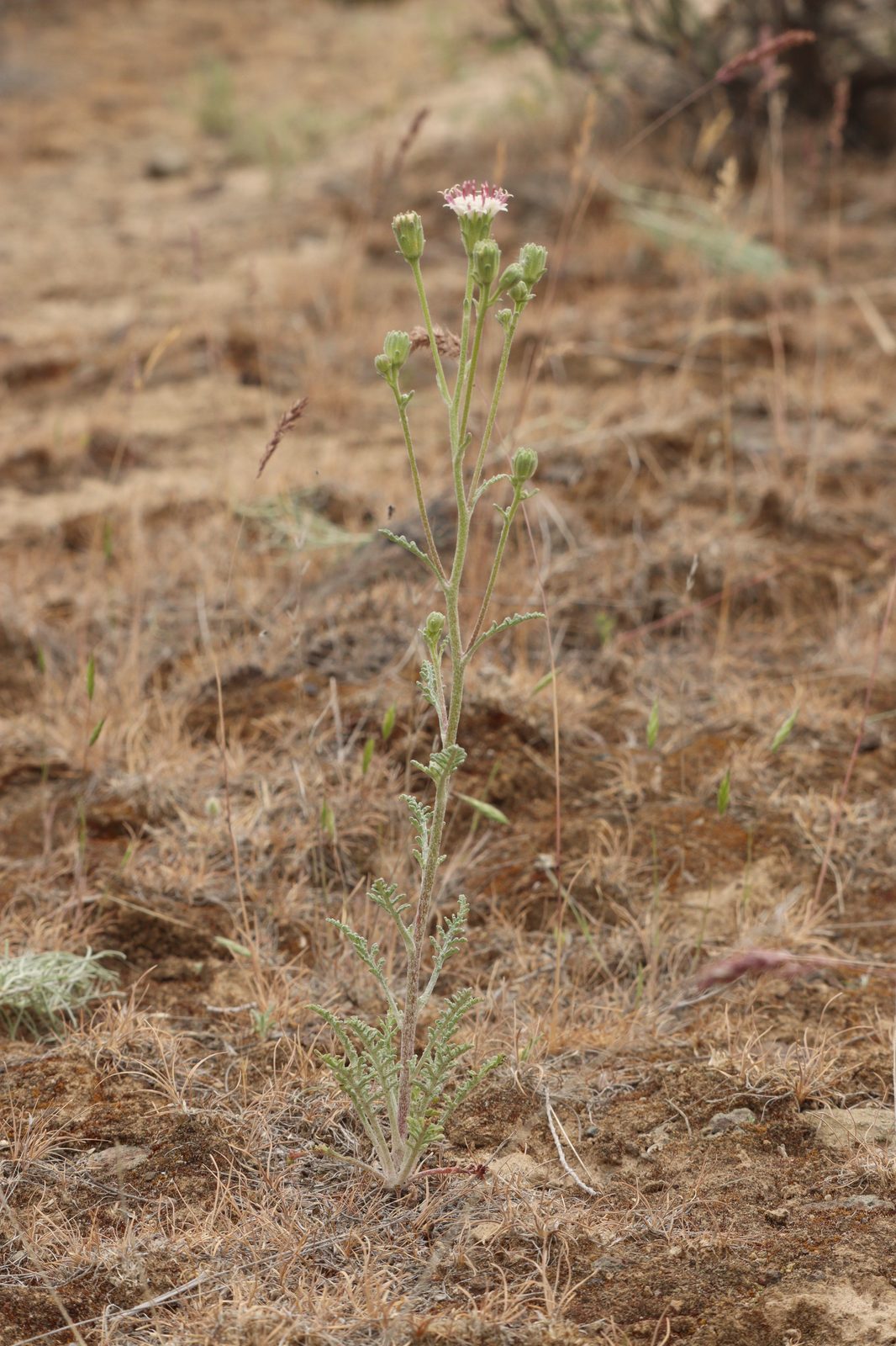 Alpine Dustymaiden (Chaenactis douglasii) plant