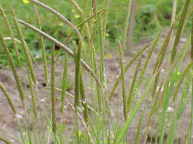 Alpine Foxtail (Alopecurus alpinus) plant
