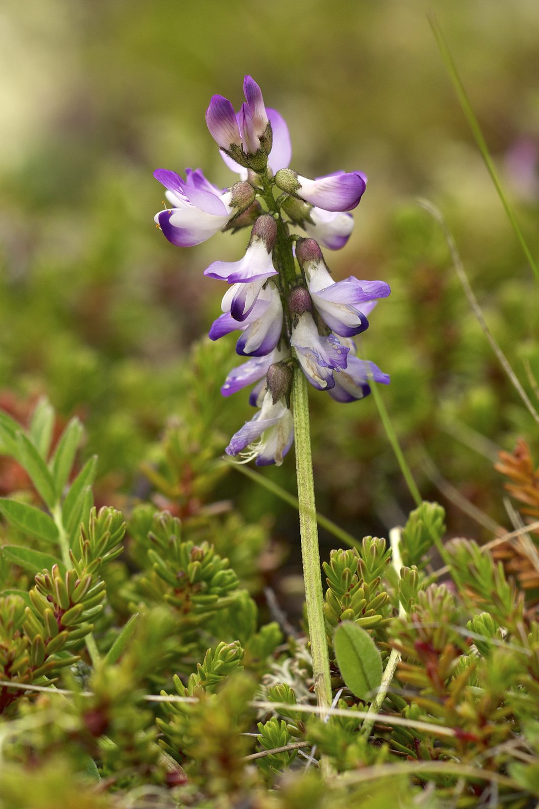 Alpine Milkvetch (Astragalus alpinus) plant