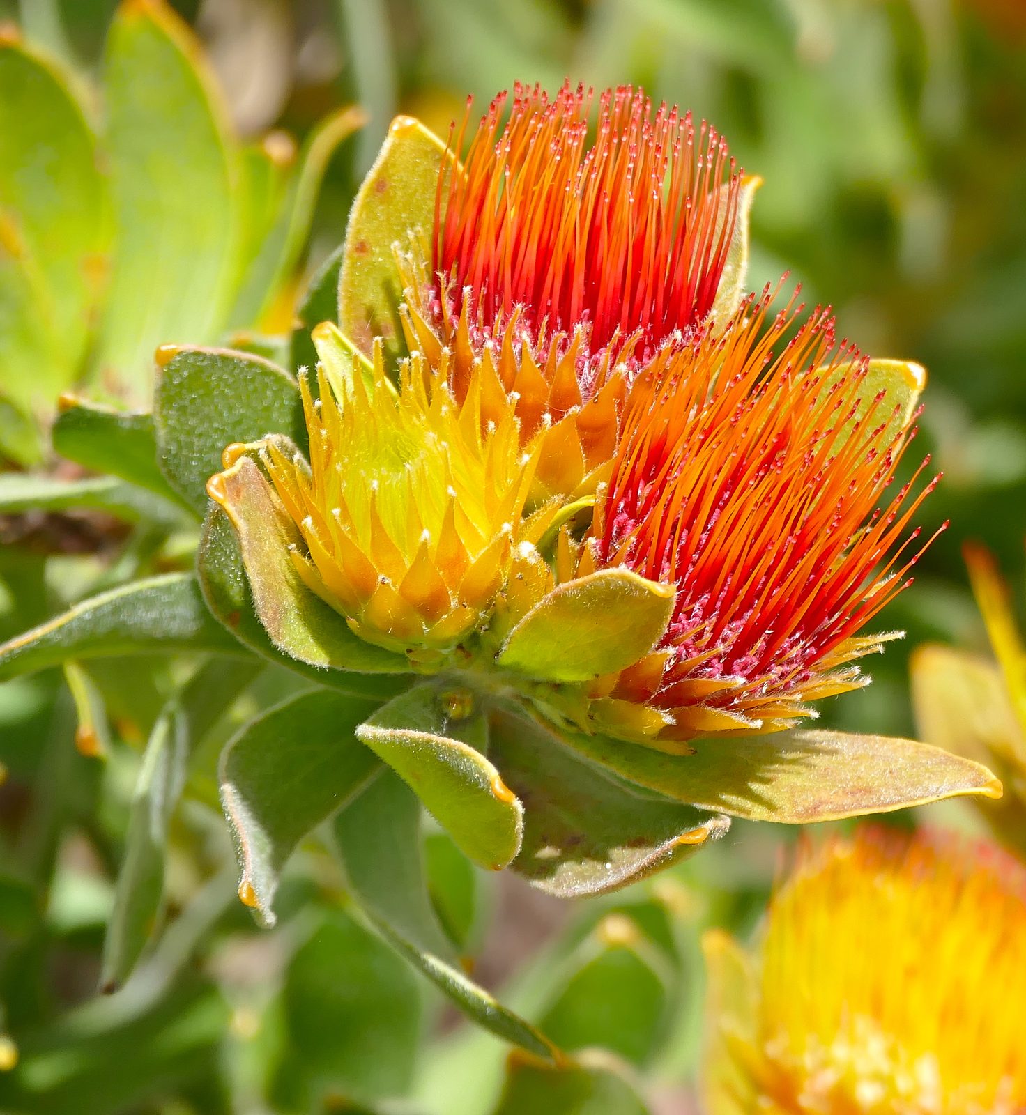 Alpine Pincushion (Leucospermum oleifolium) plant
