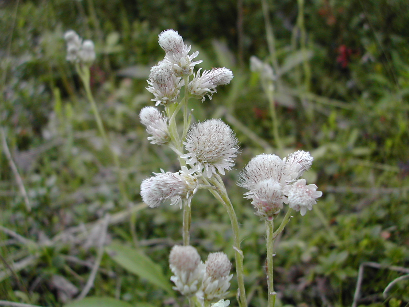 Alpine Pussytoes (Antennaria alpina) plant