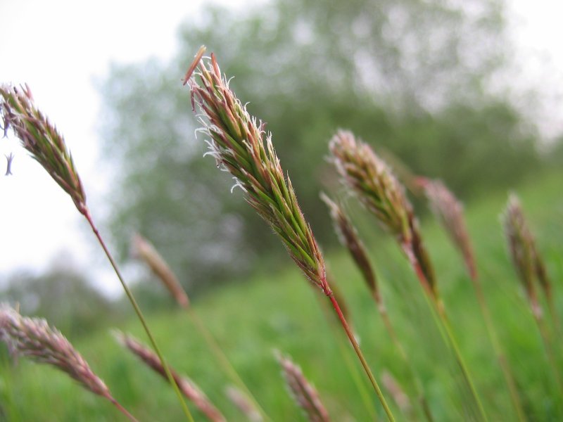 Alpine Sweetgrass (Anthoxanthum monticola) plant