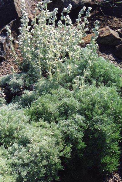 Alpine Wormwood (Artemisia alpina) plant