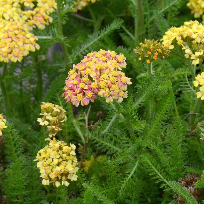 Alps yarrow (Achillea distans) plant