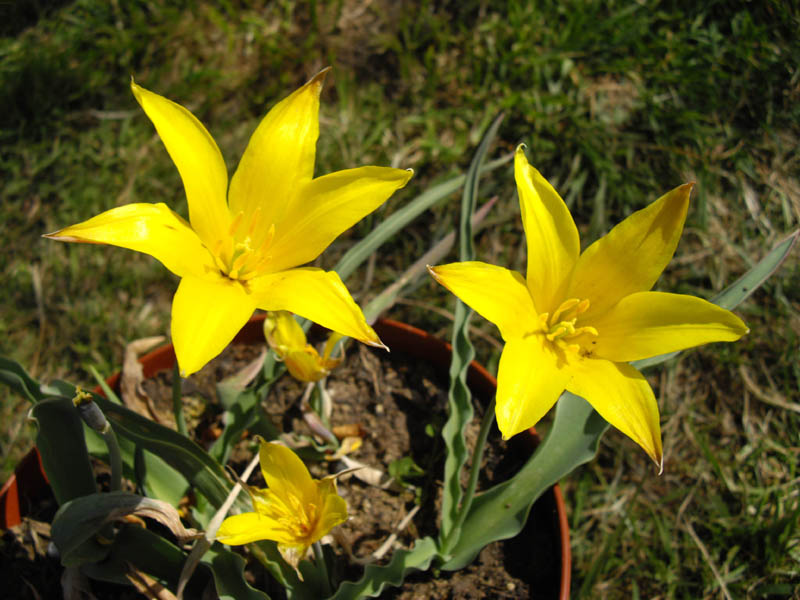 Altai Mountain Tulip (Tulipa altaica) plant