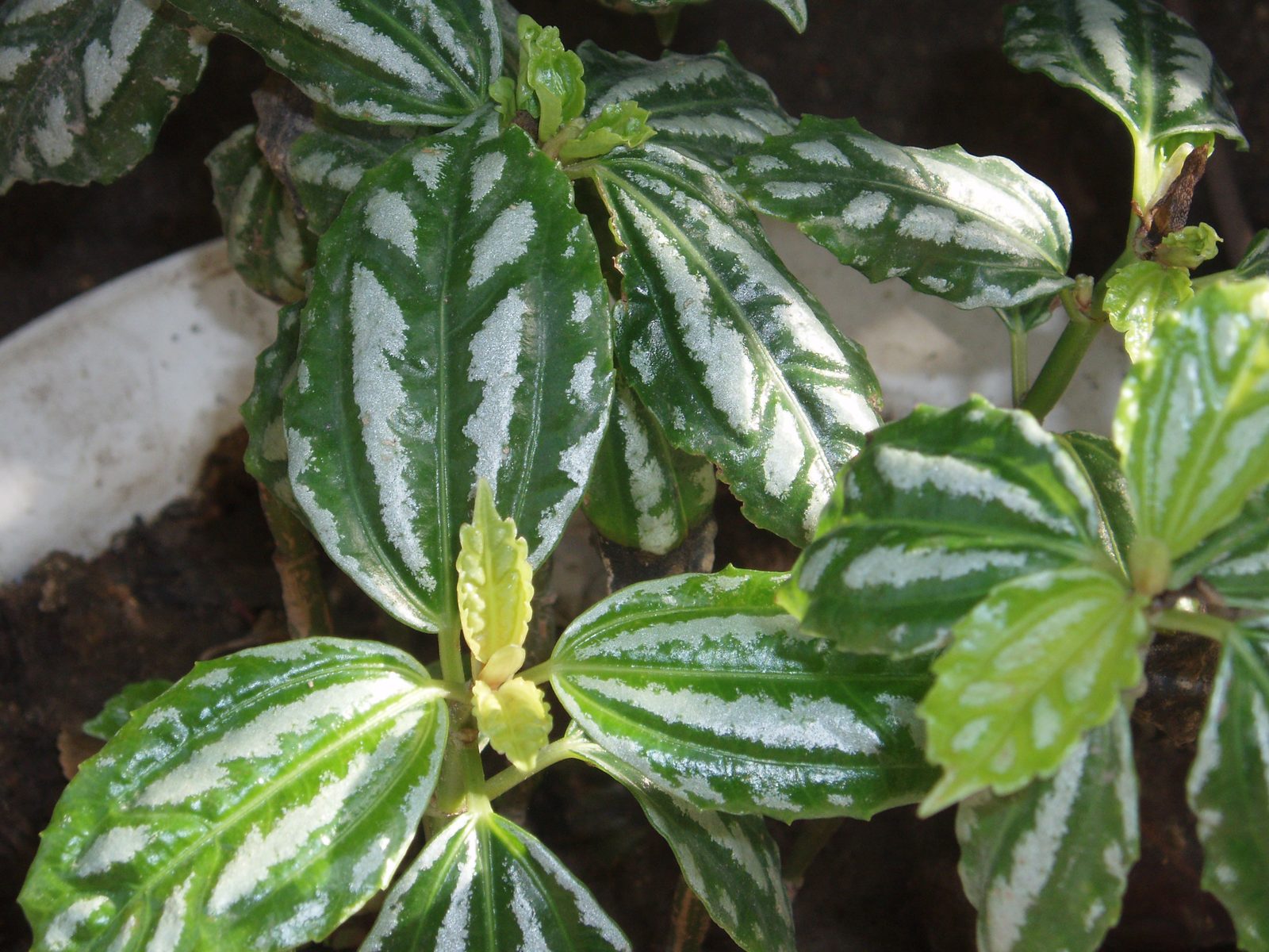 Aluminum Plant (Pilea cadierei) plant