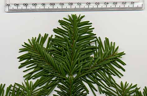Amabilis Fir (Abies amabilis) plant