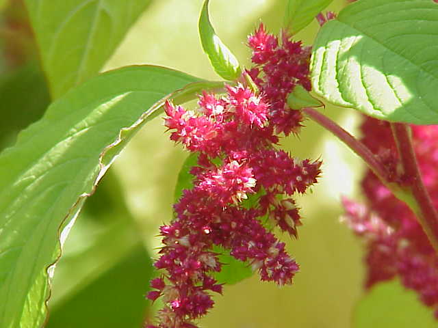 Amaranth (Amaranthus spp.) plant