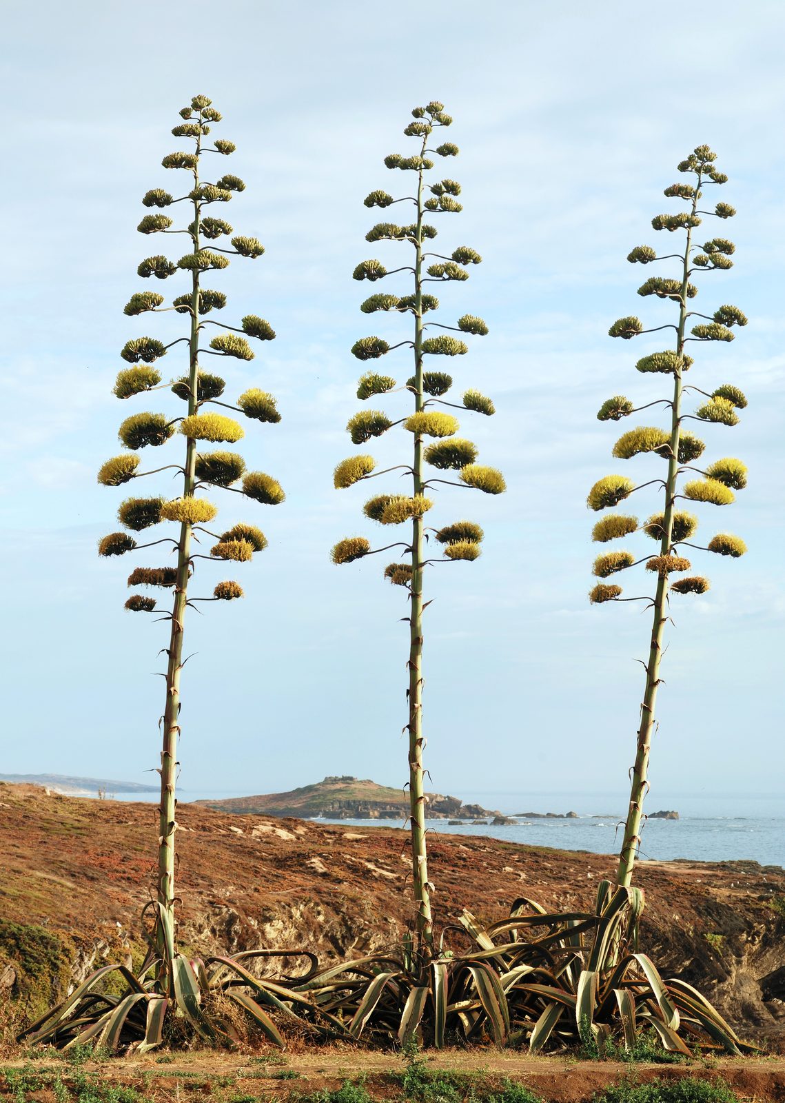 American Agave (Agave americana) plant