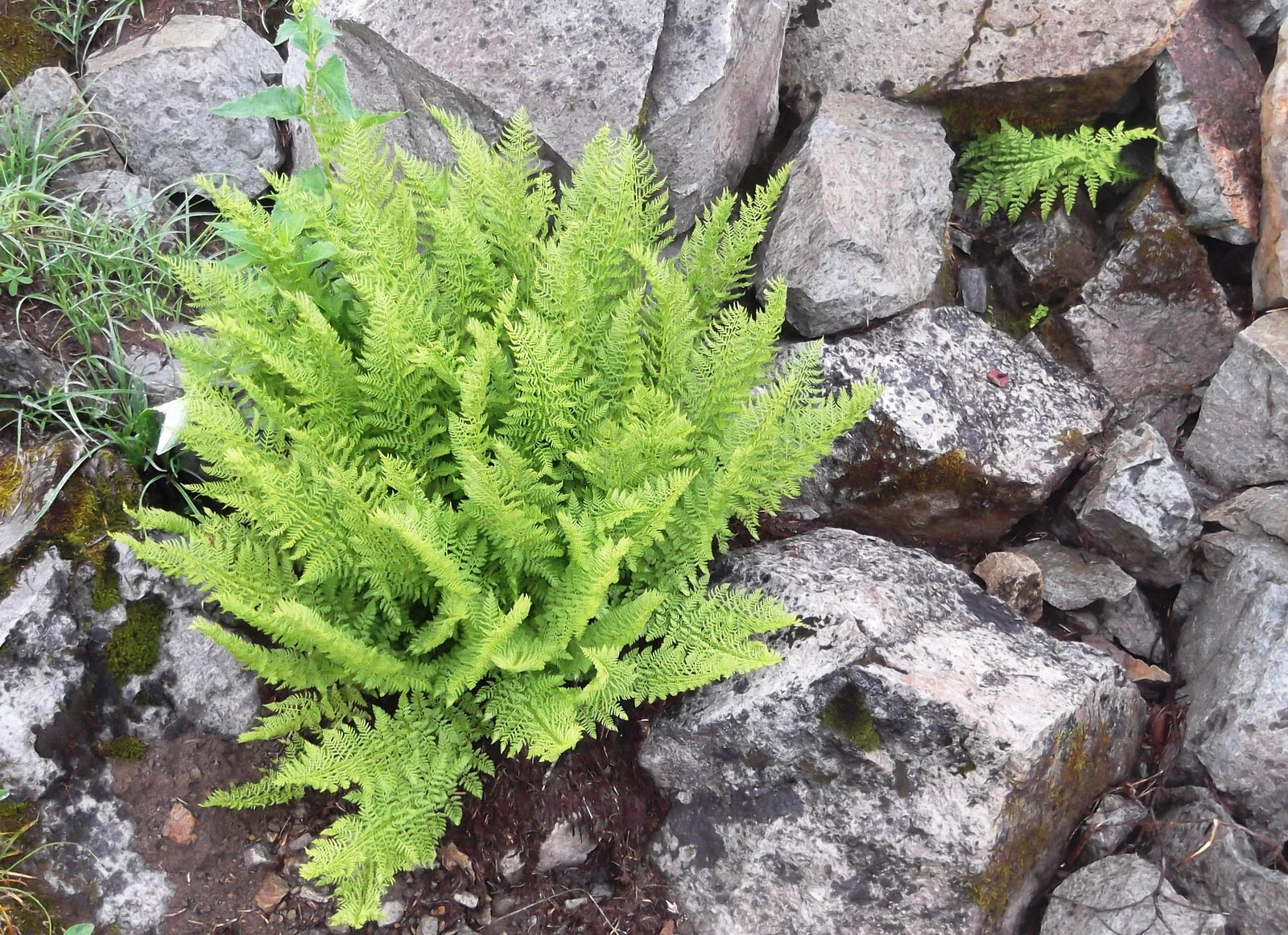 American Alpine Lady Fern (Athyrium americanum) plant
