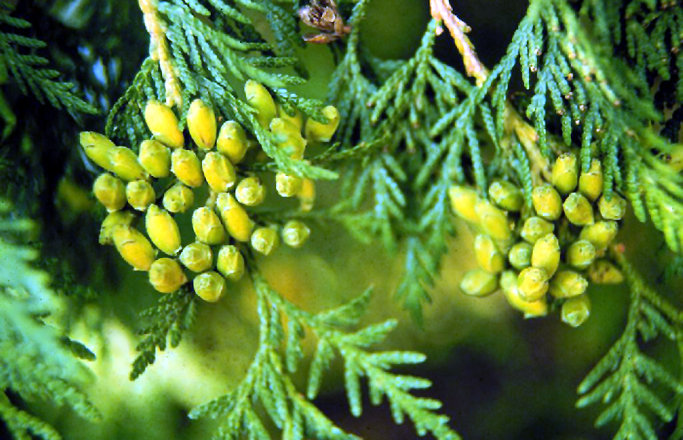 American Arborvitae (Thuja occidentalis) plant