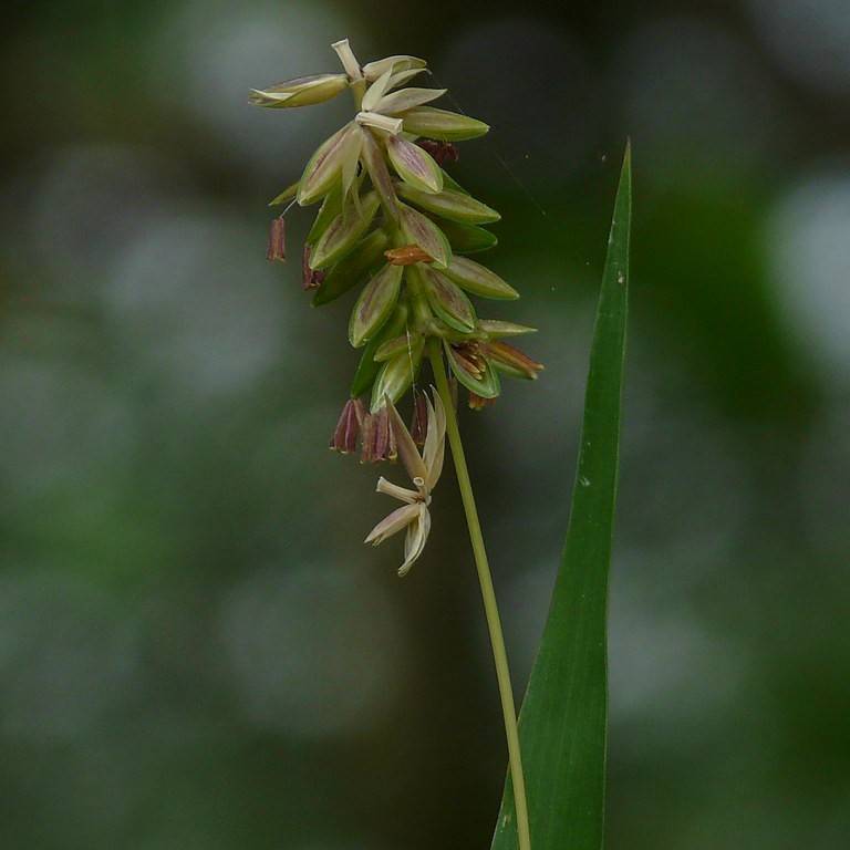 American beakgrain (Diarrhena americana) plant
