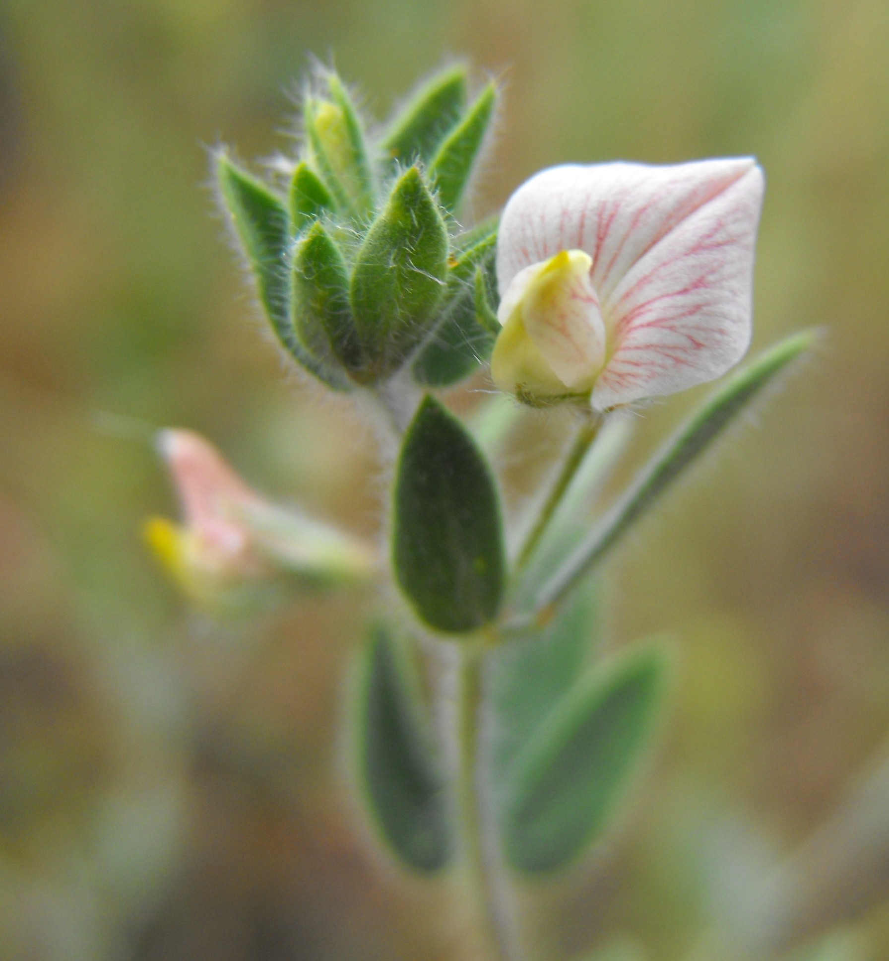 American Bird's Foot Trefoil (Acmispon americanus) plant