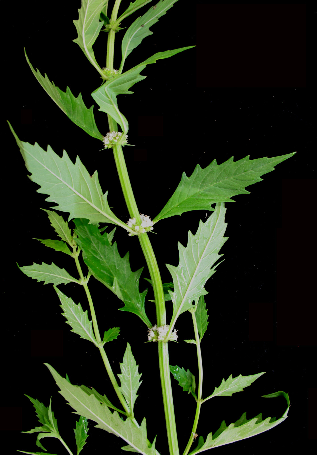 American Bugleweed (Lycopus americanus) plant