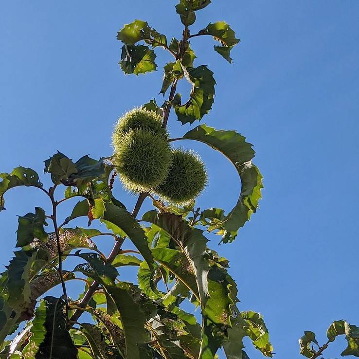 American chestnut (Castanea dentata) plant