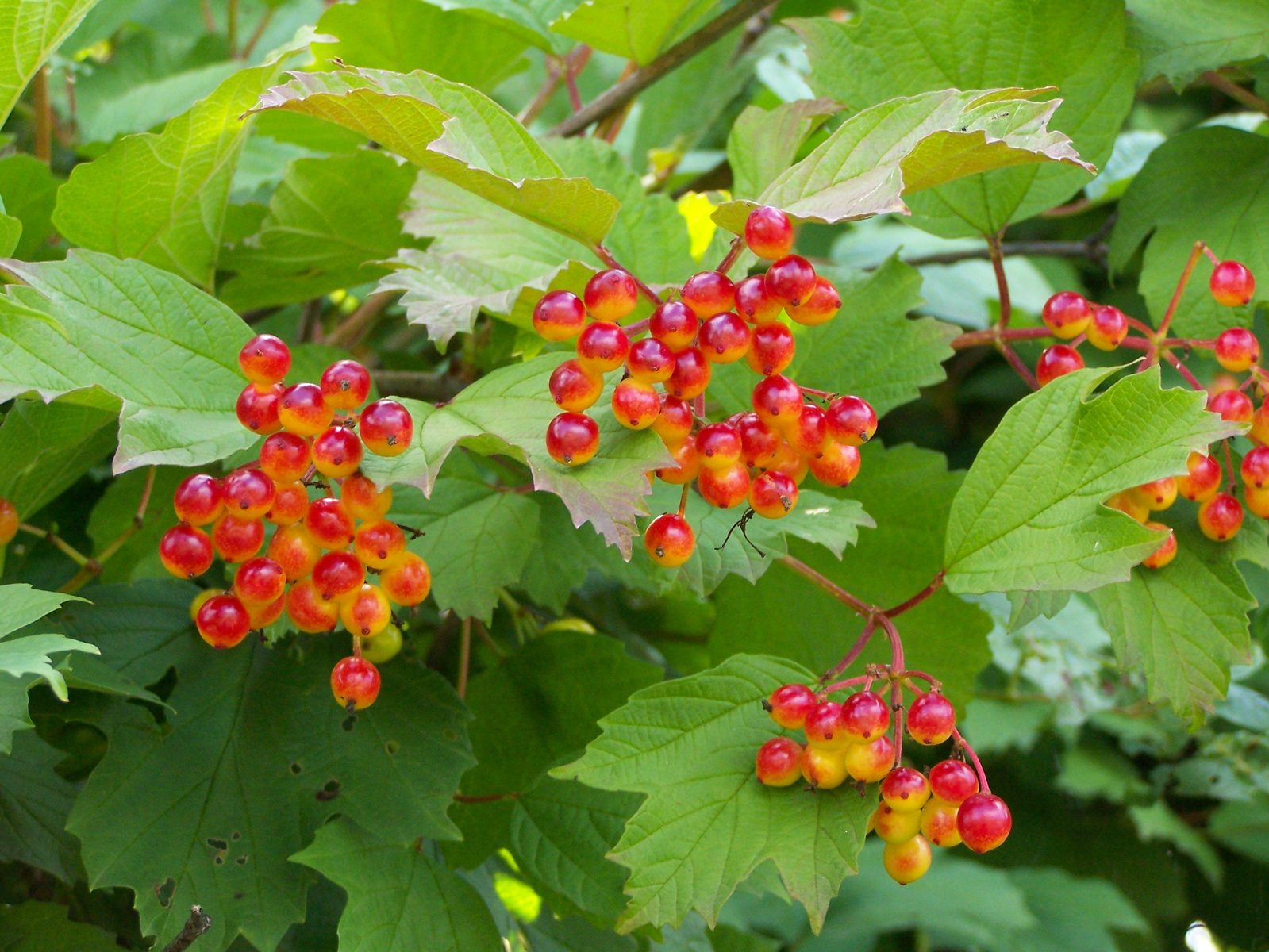 American Cranberry Bush (Viburnum opulus var. americanum) plant