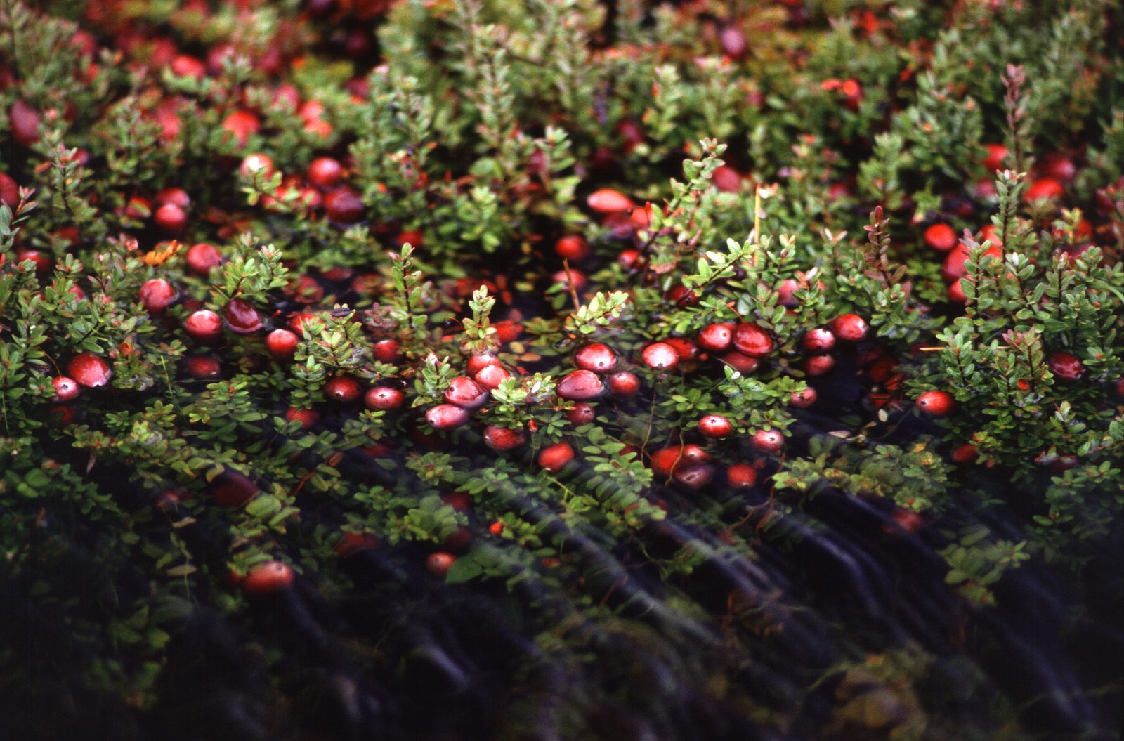 American Cranberry (Vaccinium macrocarpon) plant