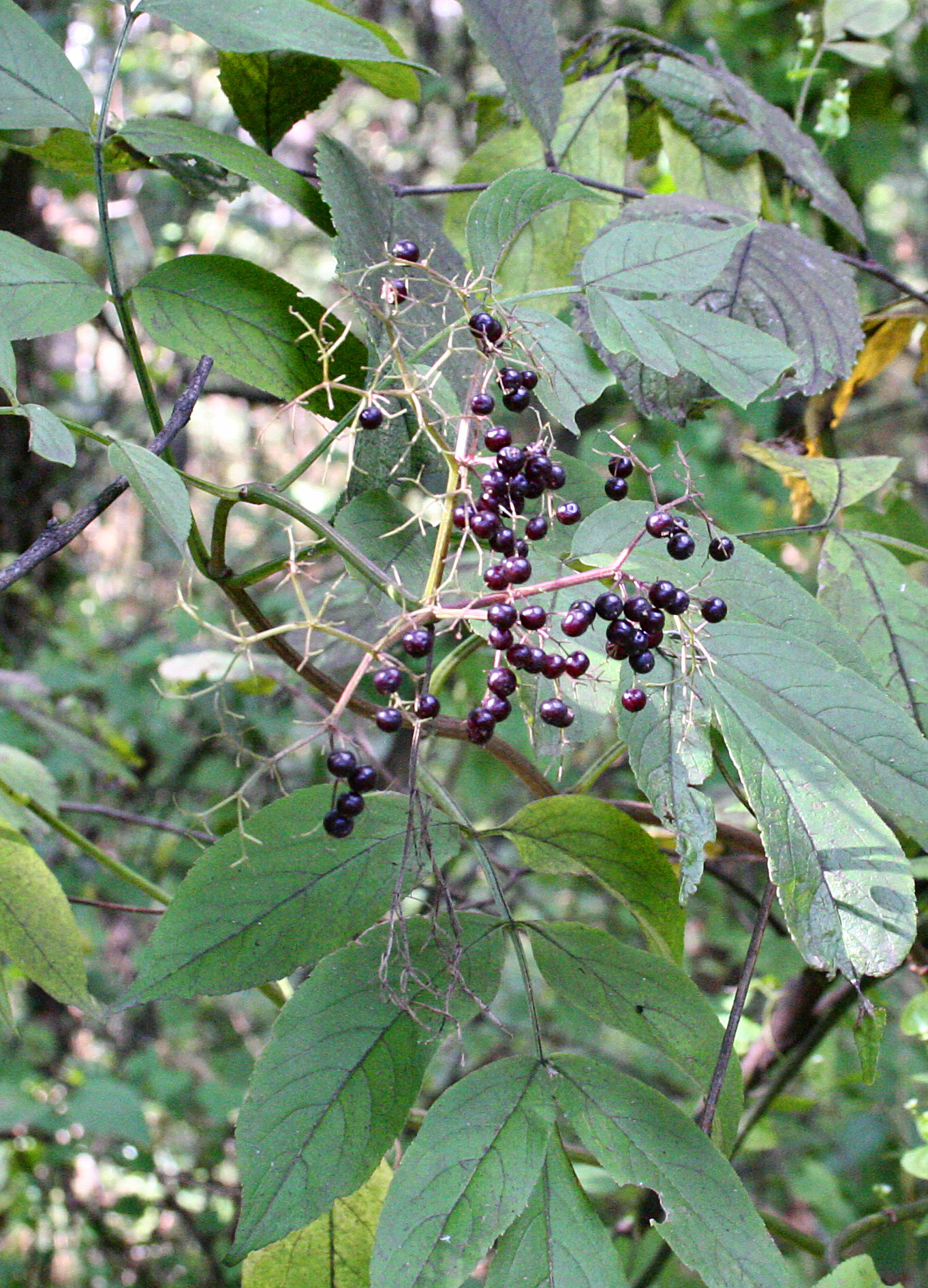 American Elder (Sambucus canadensis) plant