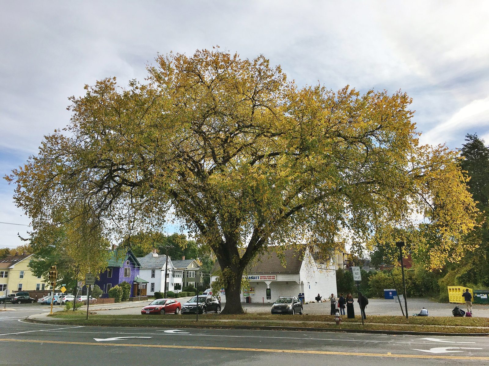 American Elm (Ulmus americana) plant