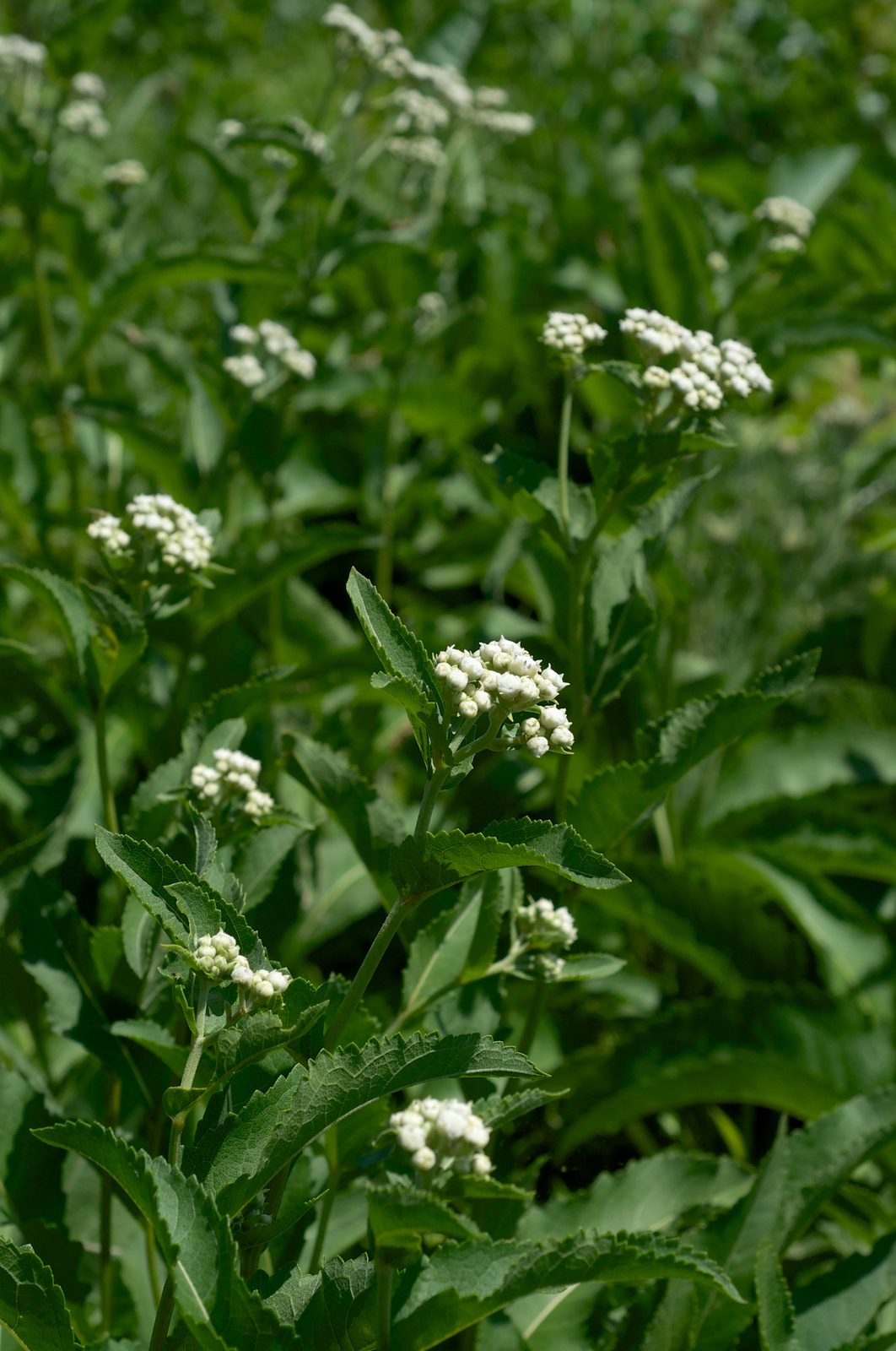 American Feverfew (Parthenium integrifolium) plant