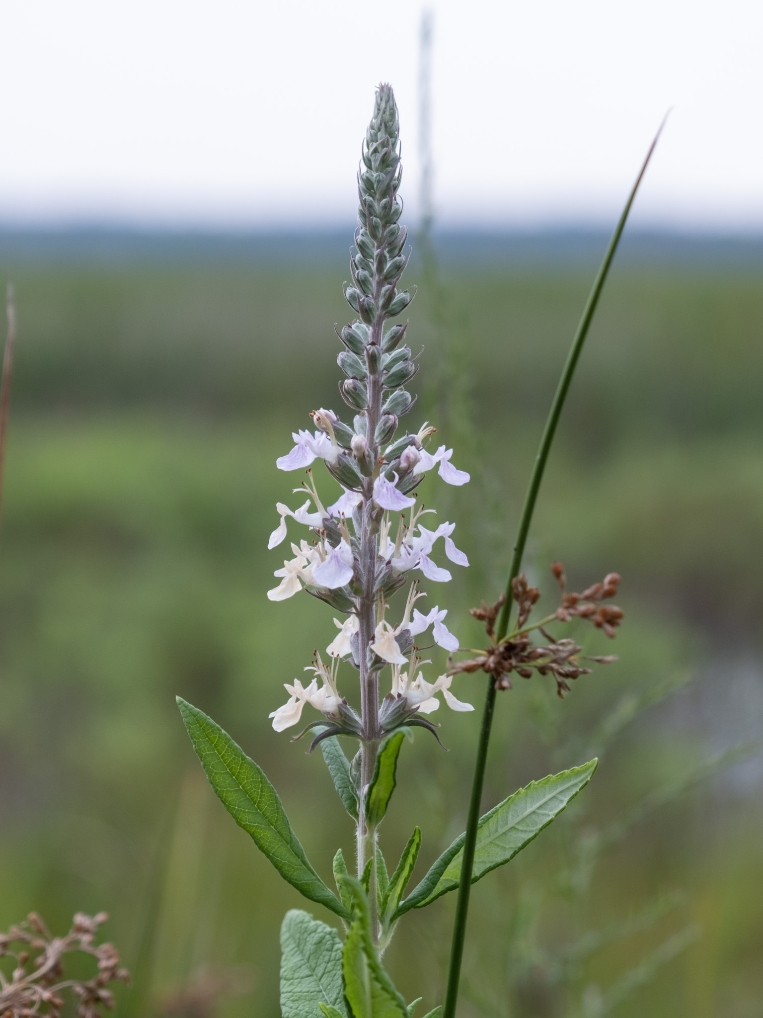 American Germander (Teucrium canadense) plant