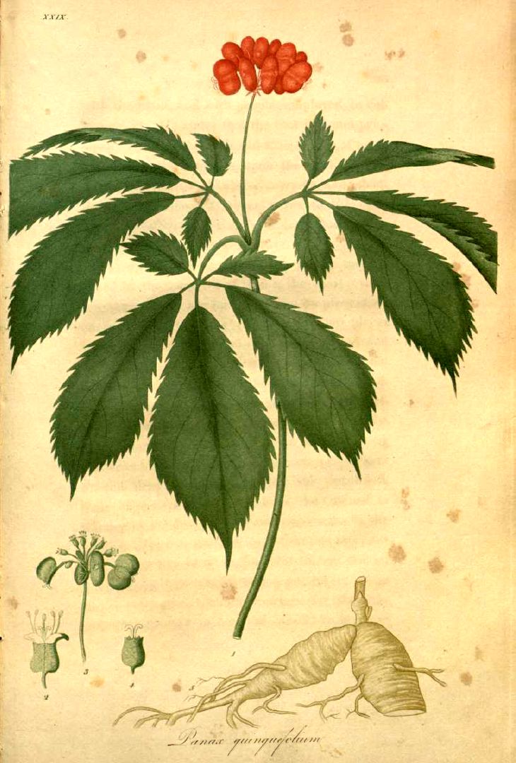 American Ginseng (Panax quinquefolius) plant
