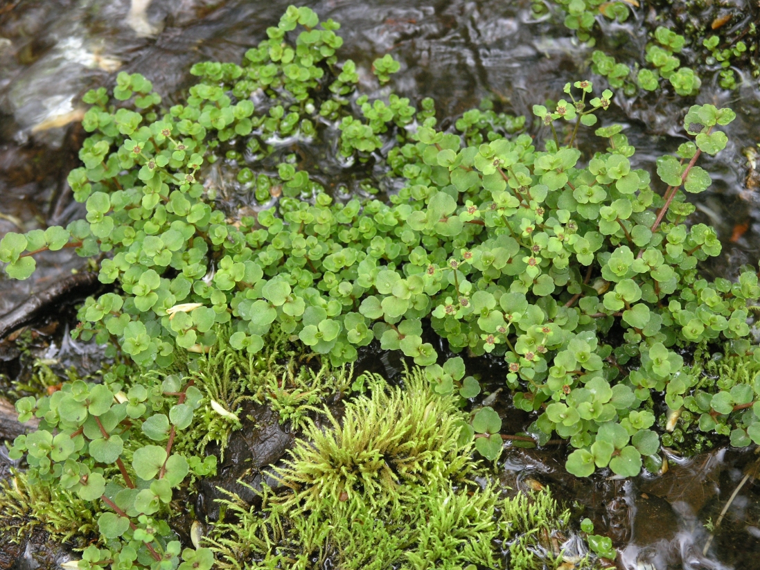 American Golden Saxifrage (Chrysosplenium americanum) plant